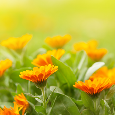 Baby Bottom Balm w/ Mango Butter & Calendula Flowers